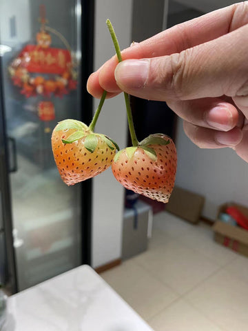 Heart and mouse shaped mold for stawberry and cherry tomato