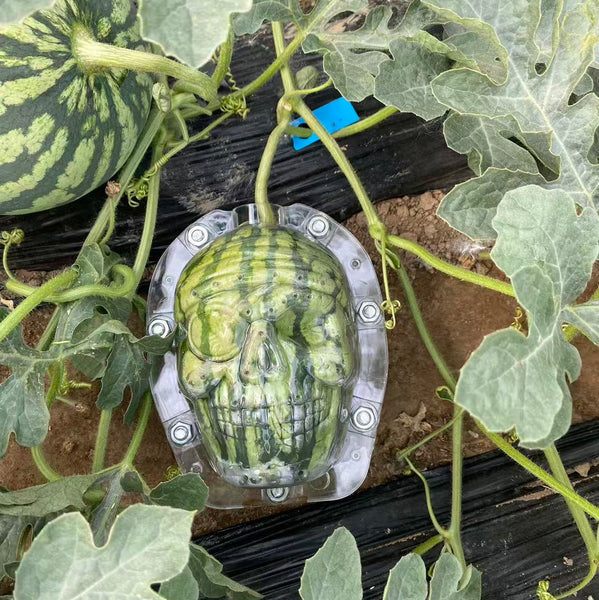 Pirate skull and skull mold for growing pumpkin double faces