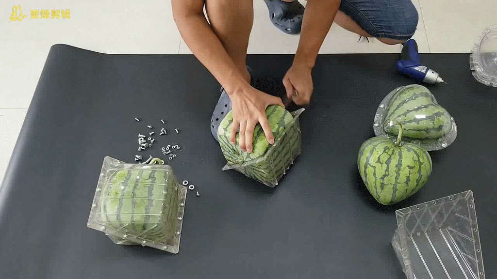 growing square watermelon