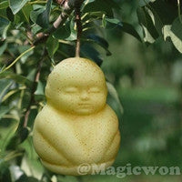 Buddha pear molds (5 molds with free shipping)