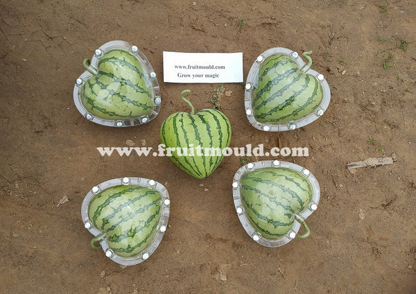 Heart shape watermelon growing molds for sale