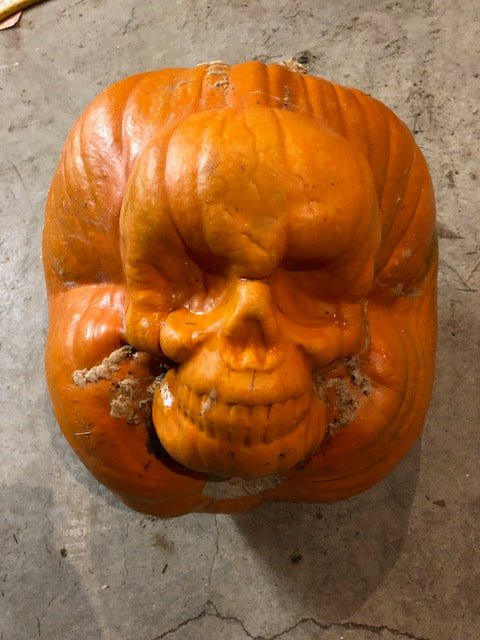 FRUITMOULD Skull Shape Pumpkin Mold for Growing Pumpkin Into Skeleton Shape for Halloween Festivel