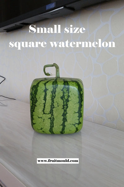 Square shape watermelon growing mold  (15cm size )